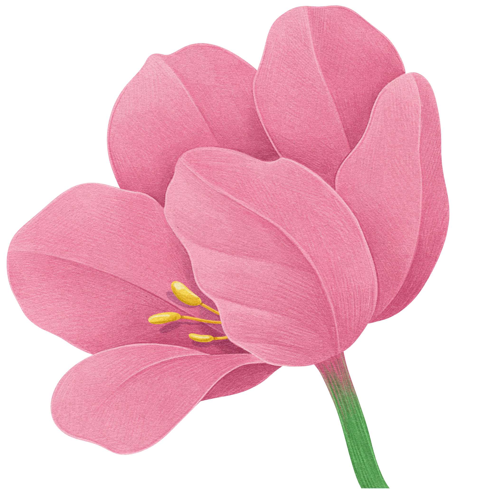 rosa blomma